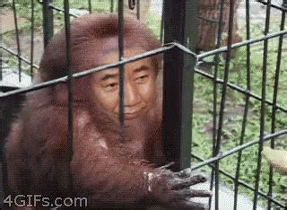 Gif links cannot contain sound. President Monkey GIF - President Monkey - Discover & Share GIFs