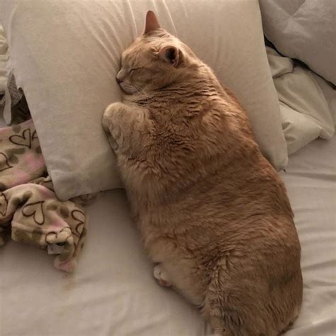 Cat hair loss or thinning hair down the middle of the back to the rump indicates a flea problem. 33-Pound Cat On A Weight Loss Journey (20 pics)