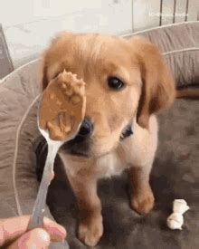 While curiosity plays a big role in eating stones, it's definitely not desirable. Dog Peanut Butter GIFs | Tenor