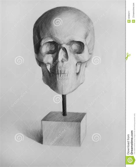 Bekijk meer ideeën over schedel tekeningen, schedel, tekenen. Potloodtekening (Schedel, Schedel, Anatomische Tekening ...