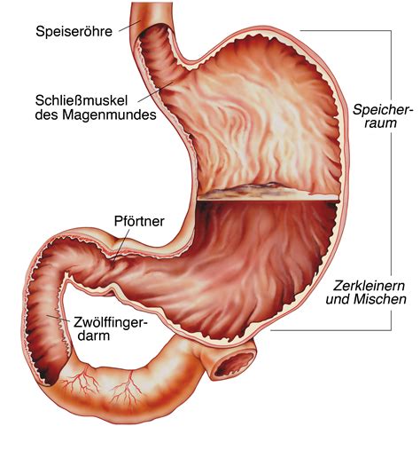 The small and large intestines). Was passiert eigentlich im Magen?