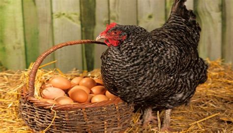 Check spelling or type a new query. Tips dan Cara Meningkatkan Produksi Telur Ayam Kampung ...