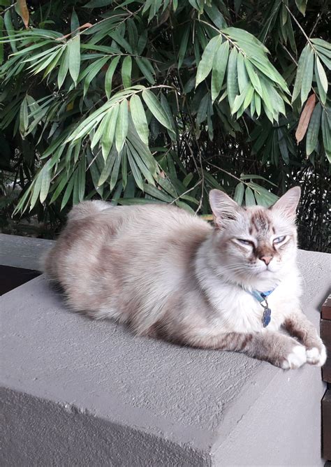 Make sure you drive around the neighborhood. Help Needed to Find Lost Cat | Ipoh Echo