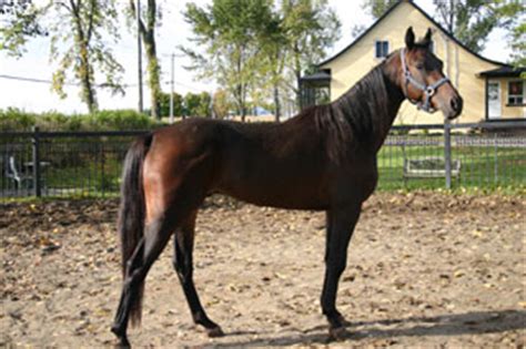 Regarde un cheval en rut prend son pied avec une vrai femme sur luxuretv. cheval qui rut et se cabre - Conseils et trucs équestres