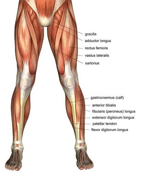The primary muscle in this part of the body is the gastrocnemius, which gives the calf its signature bulging, muscular appearance. quad muscles