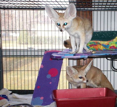 Fennec fox animals available for sale in california from top breeders and individuals. Fennec Fox Animals For Sale | Los Angeles, CA #230858