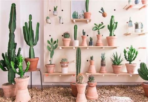 No pongas varios cactus en una misma maceta para que si quieres que tus cactus den flores más bonitas, aportando a tu hogar un toque de color muy original, no te pierdas nada de lo que. Dónde colocar los Cactus según el Feng Shui | Cactus y ...