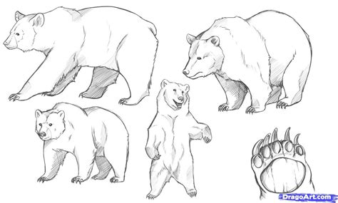 You sit there, enjoy peace, quiet and beautiful weather, think about stuff, hang out with a bear… yup, while he was taking photos, photographer drew hammond had a visit from a large bear who when he turns the camera around, you can see just how many bears there were at the moment, so. rePin image: How To Draw Bears Step 6 on Pinterest ...