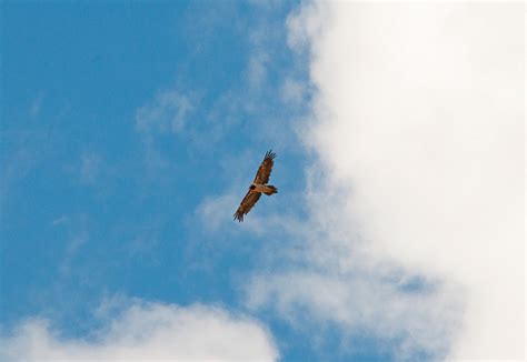 De wetenschappelijke naam van de soort werd als vultur barbatus in 1758 gepubliceerd door carl linnaeus.2. Lammergier | Welke vogel is dit