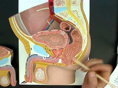 Maybe you would like to learn more about one of these? Male reproductive anatomy model 01.wmv - YouTube