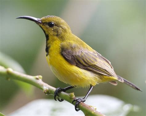 In females, other than the underpart, the yellow coloration covers the chest, throat and chin as well, while in males these parts and forehead are glossy black, iridescent with. Seputar Dunia Kita: Burung Madu Sriganti