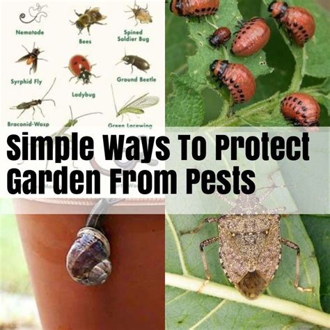 You can also use effective pest control sprays for this purpose. Safe and Effective Ways of Natural Pest Control | Garden ...