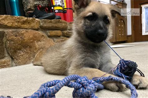 Check spelling or type a new query. Sandy: German Shepherd puppy for sale near Dallas / Fort ...