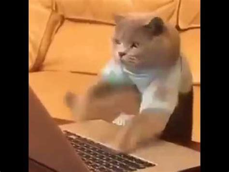 Watch the full video | create gif from this video. Cat typing with speed - YouTube