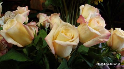 Storia antica e ricca di fascino, quella. Lisianthus Fiori Simili Alle Rose - Lisianthus O Eustoma ...