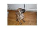 Join millions of people using oodle to find puppies for adoption, dog and puppy listings, and other pets adoption. Plott Hound Puppies for Sale from Reputable Dog Breeders
