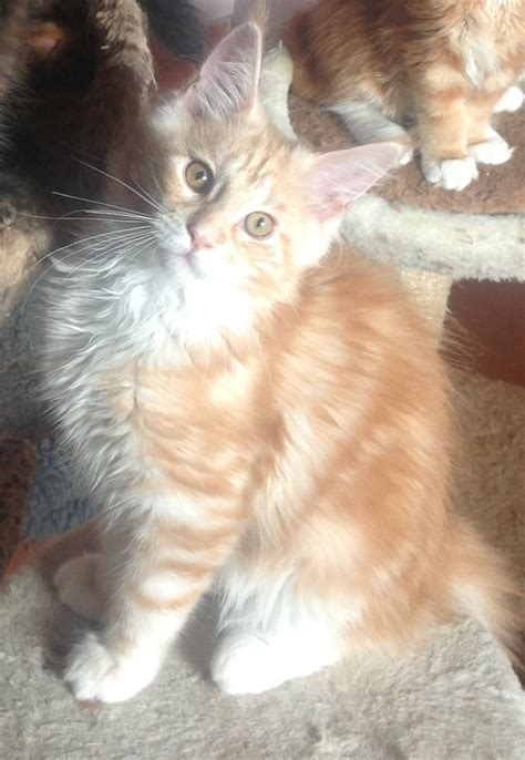 Navigate to the first search result item. Maine Coon kittens for Sale | Northampton ...