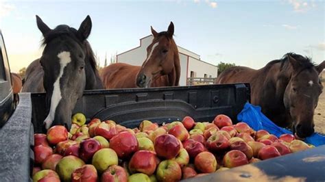 Maybe you would like to learn more about one of these? Group Of Rescue Horses Goes Bonkers Over A Truck Full Of ...