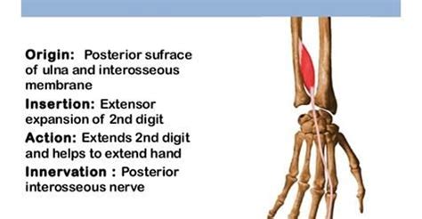 Gracilis muscle is innervated by the obturator nerve, which is a branch of the lumbar plexus. Extensor Indicis: Origin, Insertion, Nerve Supply & Action ...