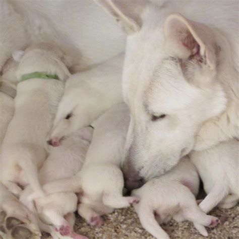 Don't panic if your young gsd puppy's ears are doing funky, wobbly things that don't quite fit into any of these thin, white surgical tape that tears easily. Available Puppies | gunther white german shepherds