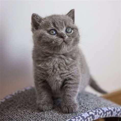 Navigate to the first search result item. British Shorthair Cat Near Me