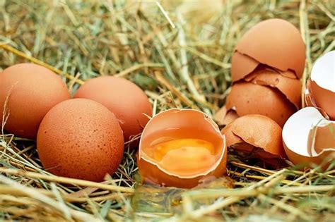 Egg allergy is an immune hypersensitivity to proteins found in chicken eggs, and possibly goose, duck, or turkey eggs. Can Dogs With Chicken Allergies Eat Eggs? - DogAllergyAdvisor