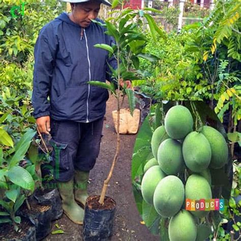 Memulai bisnis budidaya mangga harum manis. Bibit pohon mangga harum manis Tinggi 1,5 s/d 2 meter ...