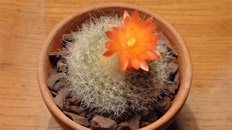 Small cactus in bloom | ellencrimitrent. Flat little ball Cactus with cool orange flower