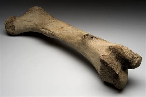 The compact bone is made up of osteon. Hueso - Wikipedia, la enciclopedia libre