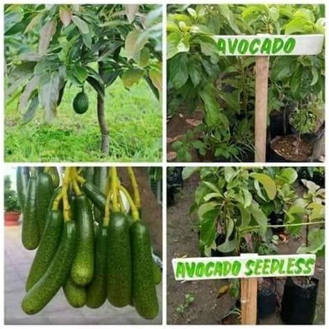 These dwarf fruit tree selections offer a smaller, more compact form tree, without compromising it's fruit quality. FOR SALE!! Grafted Fruit Trees & Dwarf Coconut ...