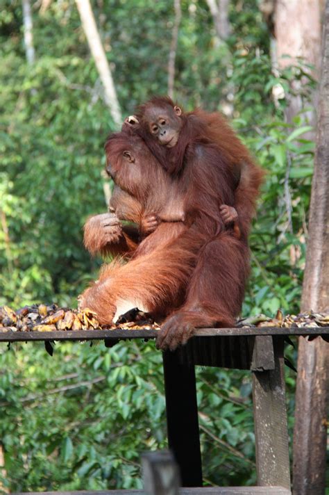 From wikimedia commons, the free media repository. Kalimantan, Indonesia | Cute animals images, Animals beautiful, Orangutan