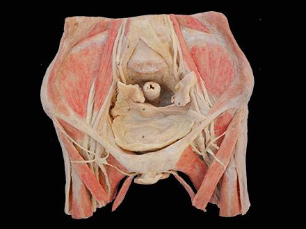 For more anatomy content please follow us and visit our website: Abdominal Anatomy Woman - Female pelvic organs human body ...