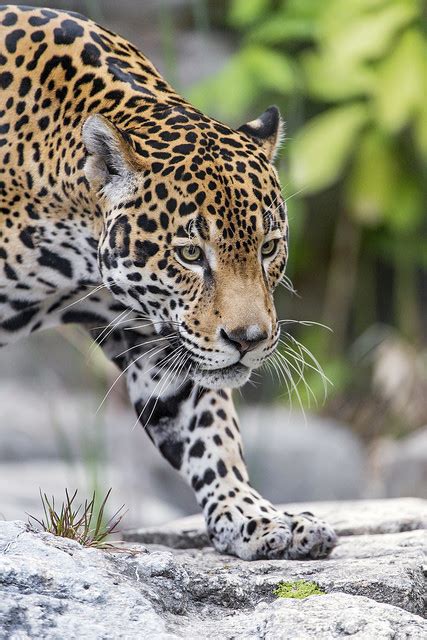 ¿de qué se alimentan los jaguares? jaguar on Tumblr