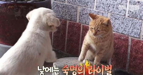*모든 플레이는 학교 컴퓨터실에서 합니다. 댕북공정 냥북공정 의미 없는 이유 - 유머/이슈/정보 - 에펨코리아