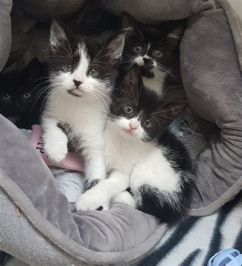Cute Playful Semi FlUfFy Kittens for new homes x | Liverpool ...