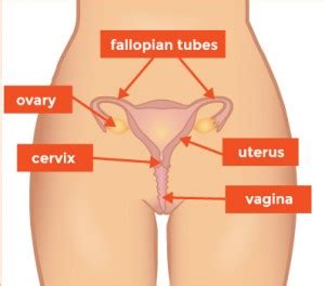 Internal and external genitalia, female urethra, function and position of the ovaries. Female internal - Body Talk