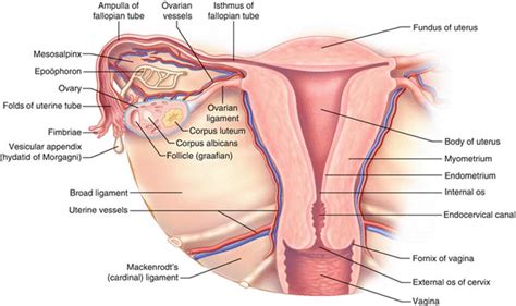 Uterus location and anatomical relations. Anatomy of the Female Genitourinary Tract - Female Pelvic ...