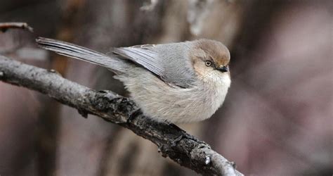 Two in the bush mixes comedy with deeply emotional moments. Bushtit Identification, All About Birds, Cornell Lab of ...
