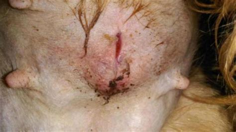 For animal shelters, veterinarians and serial cat owners, spaying is a pretty routine procedure. infected spay incision