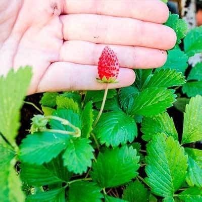Cómo plantar una planta de marihuana. Plantea Blog - Cómo plantar fresas en casa y en el huerto ...