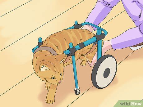 Contact the standish humane society. 3 Ways to Care for a Cerebellar Hypoplasia Cat - wikiHow