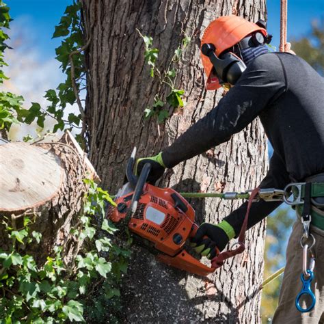 From tree removal to plant health care, the arborists from arbor best tree care are here for you! Tree Service Vancouver WA | Arbor City Tree Care