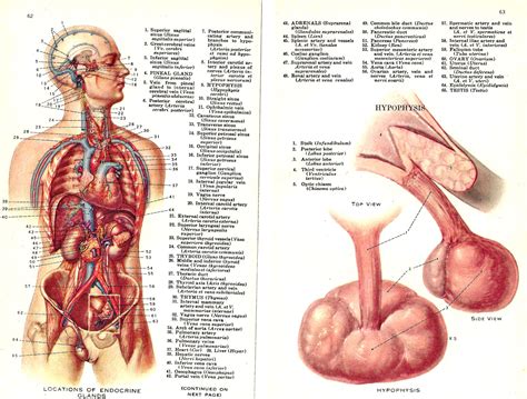 L'anatomia è organizzata in livelli, a partire dai più piccoli componenti cellulari fino agli organi più grandi e ai loro rapporti con altri organi. Possiamo Rigenerare La Nostra Ghiandola Pineale Danneggiata?