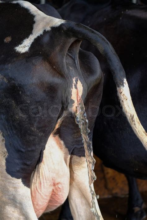 Japanes office lady and cops femdom piss. Cow milk animal peeing in farm Thailand | Stock Photo ...