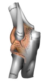 (anatomy) a band of strong tissue that connects bones to other bones. Tennis elbow - Wikipedia