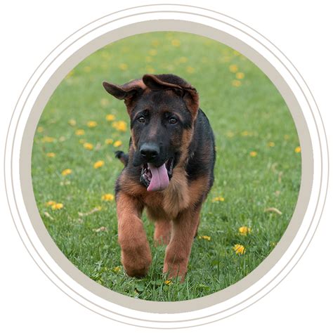 Puppies For Sale | Top Purebred GSD Breeders | Vom Ragnar ...