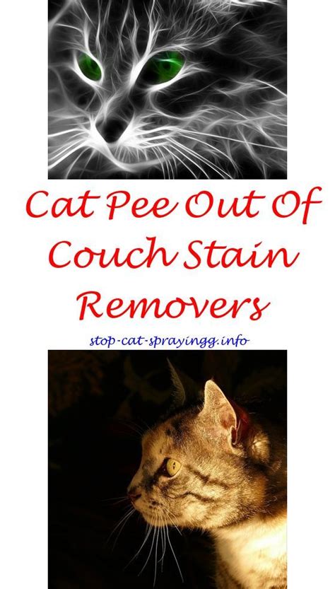 This is usually done by a small incision on her left hand side, and can also be done underneath along her middle. Do male cats still spray if they are neutered.Citrus spray ...