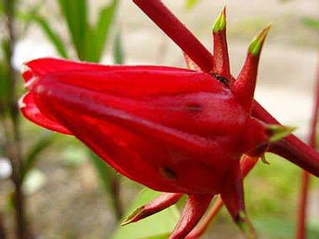 Siapa yang tak kenal dengan bunga rosella merah? khasiat teh rosella teh bunga rosella | Teh Bunga Rosela ...