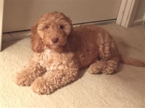 These are the newest puppies for sale on greenfield puppies. Cockapoo Puppies Virginia - Wayang Pets