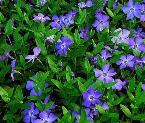 Check spelling or type a new query. Vinca Minor Creeping Myrtle Starter Plant Live by ...